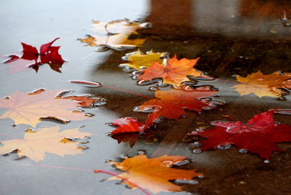 Осень листопад дождь