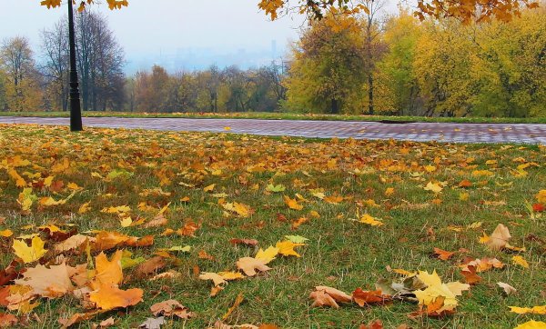 Осенние листья кружатся