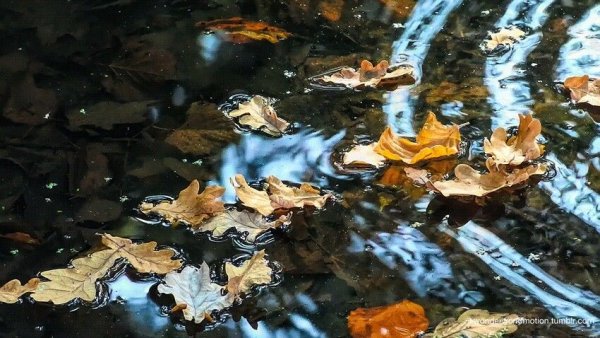 Осенний листопад на воде