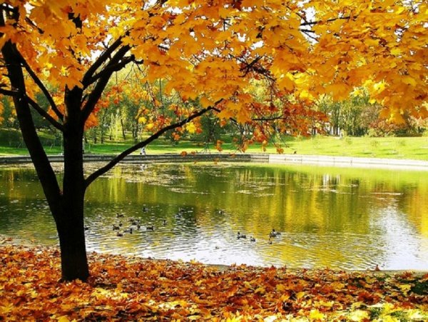 Осень пришла