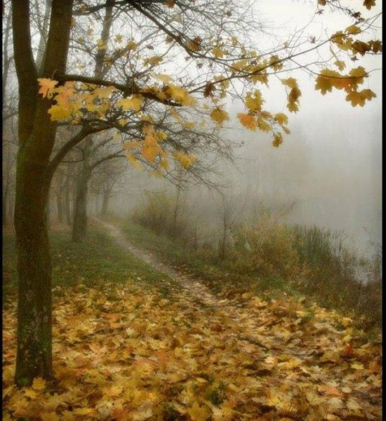 Поздняя осень листопад