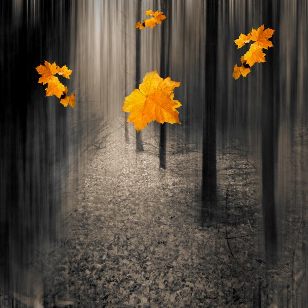 Осень в серых тонах