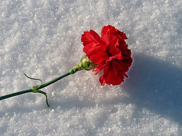 Мамаев Курган гвоздики