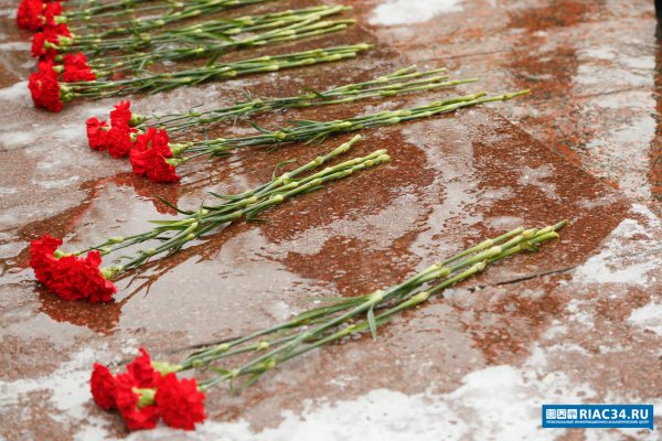 Гвоздики на снегу