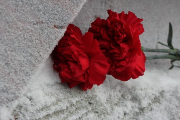 Две гвоздики на снегу