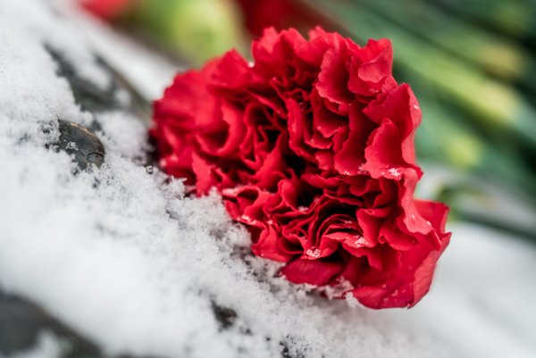 Гвоздики на снегу