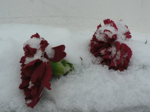 Гвоздика зимой