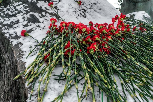 Красные гвоздики на снегу