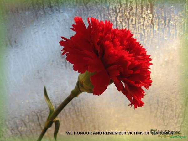Красные гвоздики природа