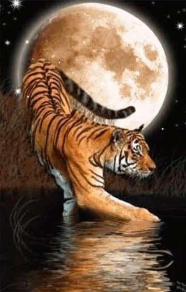 Лунная тигрица