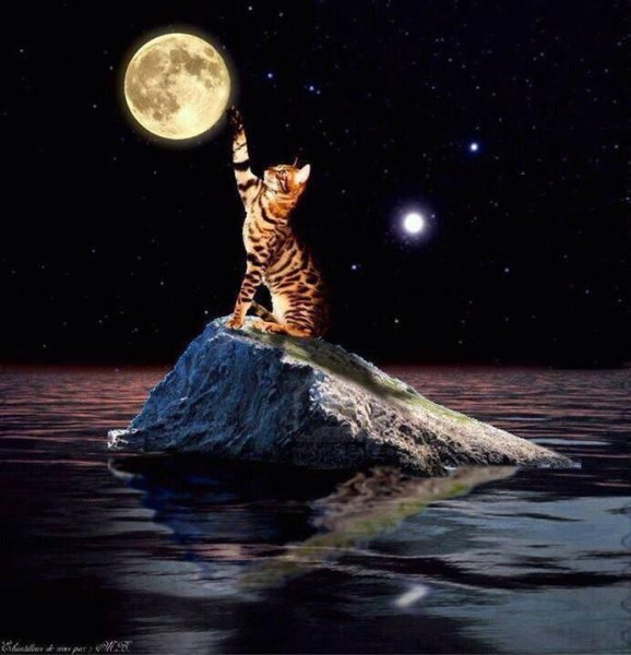 Спокойной ночи котики с луной