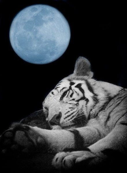 Лунная тигрица