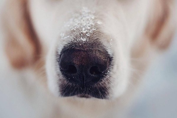 Снежинка на носу