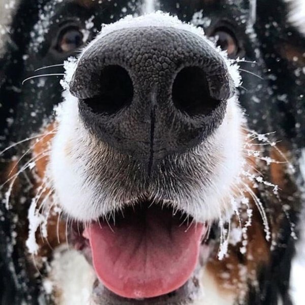 Снег на носу у собаки