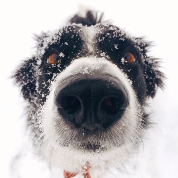 Собачий нос в снегу