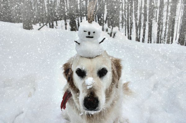 Смешные собаки в снегу