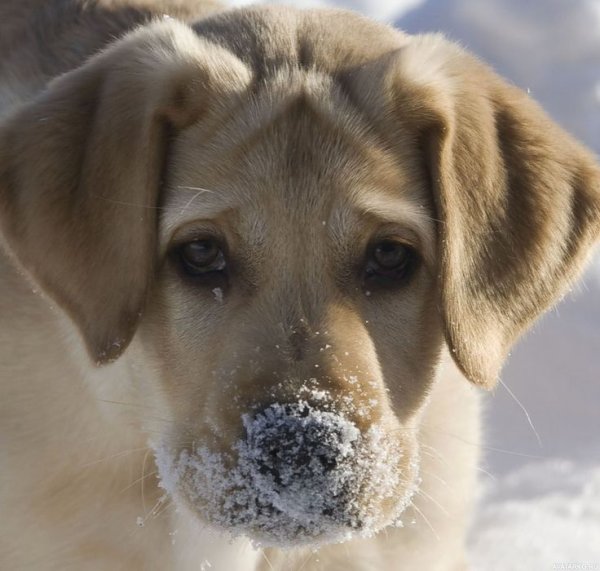 Лабрадор зимой