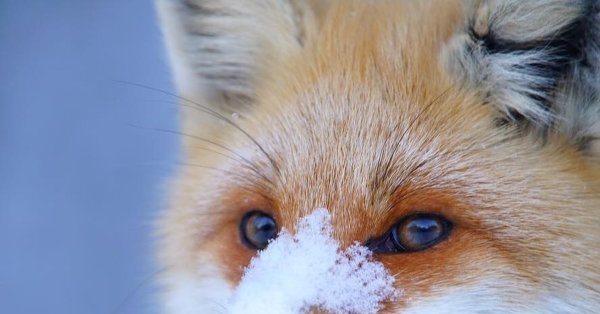 Омская лиса