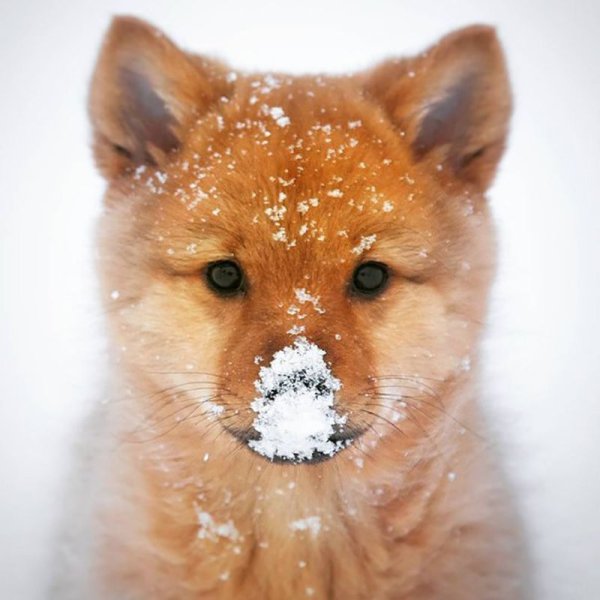 Лисенок со снегом на носу