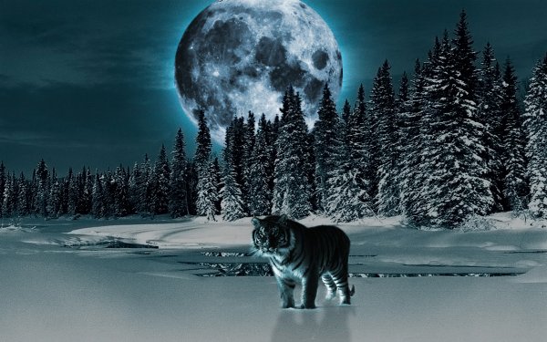 Волк зимой ночью