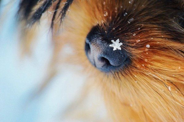 Зима на носу