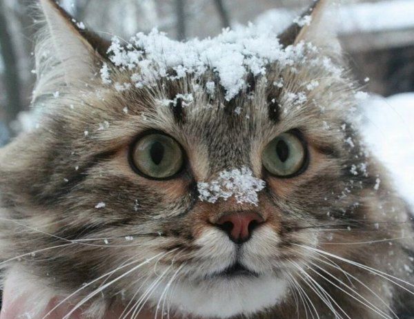 Кот припорошенный снегом