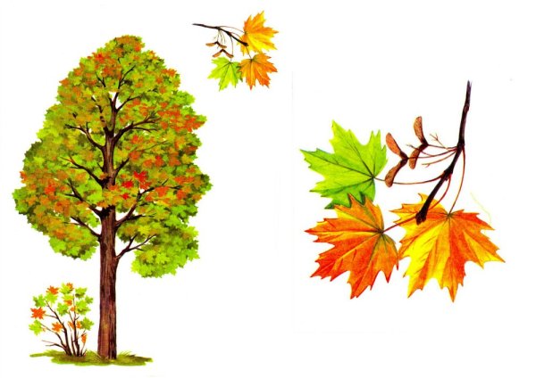 Осеннее дерево для детей