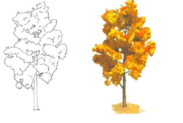 Осеннее дерево карандашом