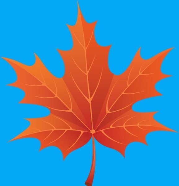 Разноцветные листья клена