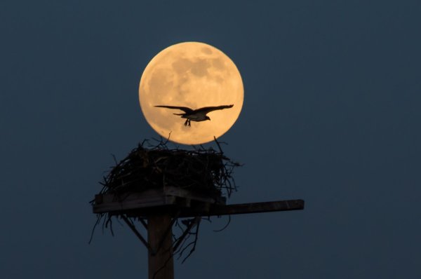 Большая Луна и большой паук
