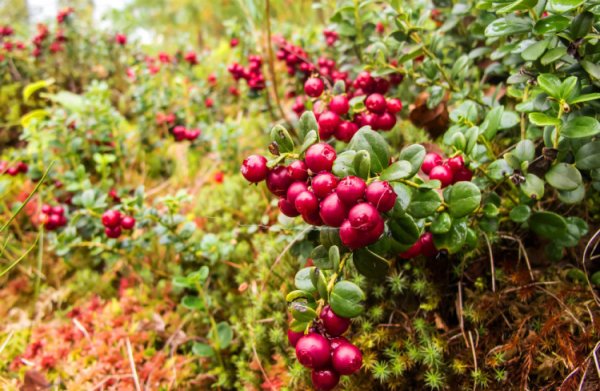 Лесные ягоды брусника