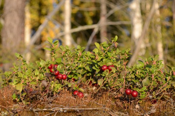 Лесные ягоды брусника