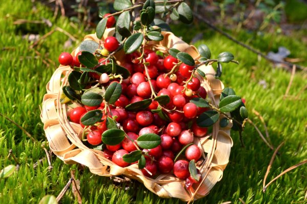 Ягода бессмертия брусника