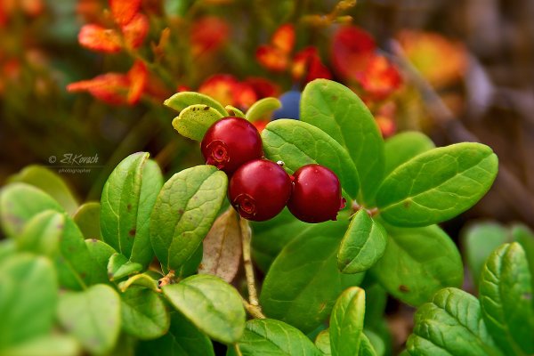 Брусника Мурманск