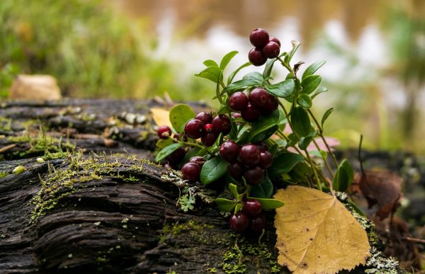 Брусника Мурманск