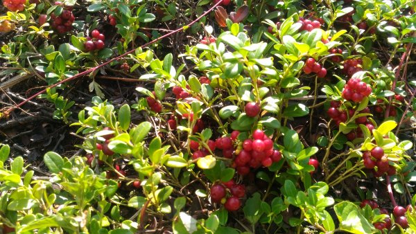 Поспевает брусника