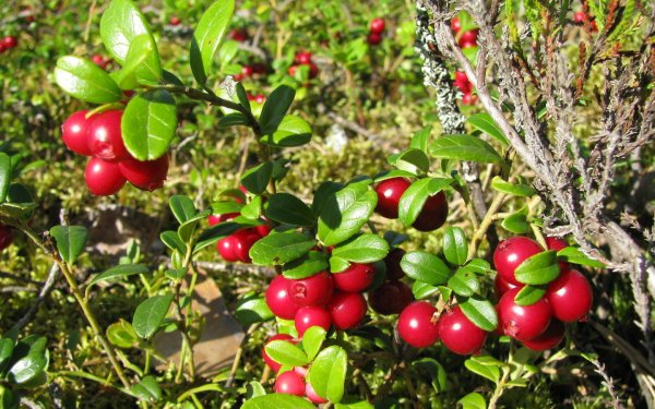 Ягоды в лесу брусника