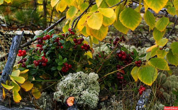 Брусника на Ямале