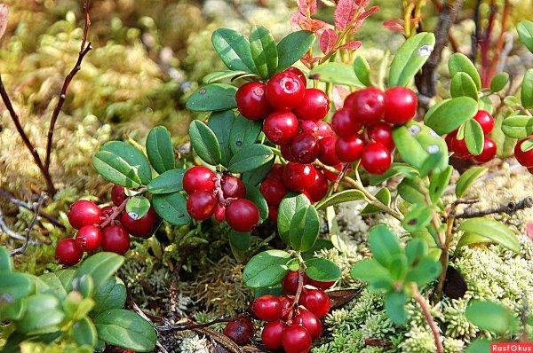 Брусника ягода