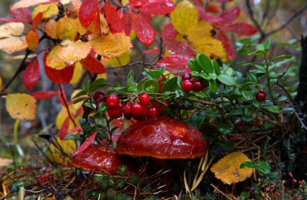 Ягоды осенью в лесу