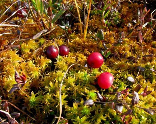 Брусника осенью в лесу