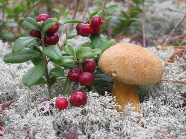 Грибы и ягоды