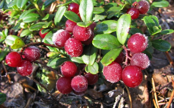 Брусника замороженная «ягоды Карелии»