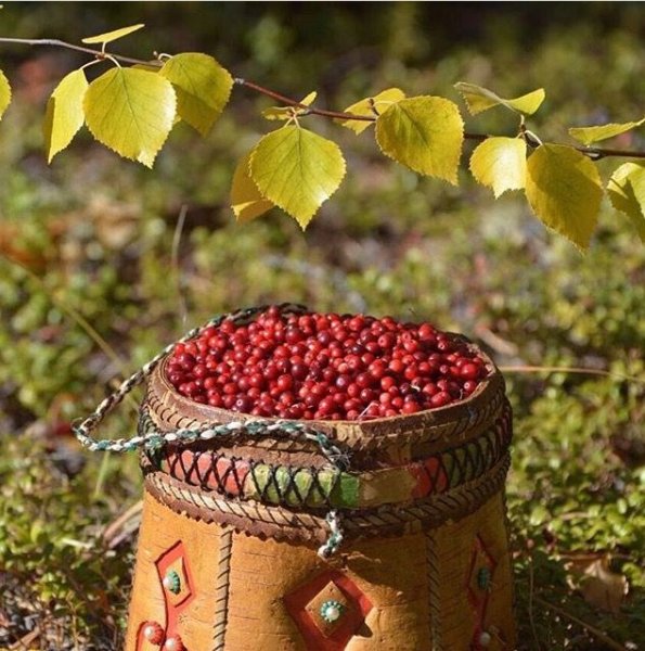 Брусника Туесок ягод