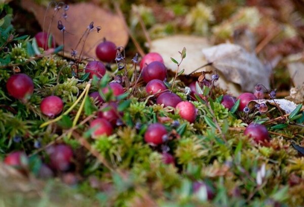 Клюква Болотная Поляна