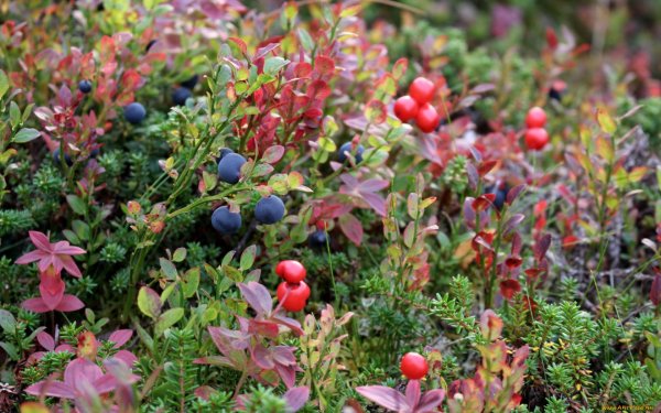 Клюква ягоды Карелии