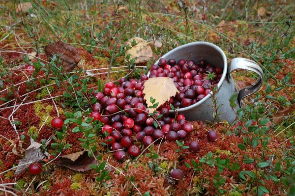 Лесные ягоды осенью