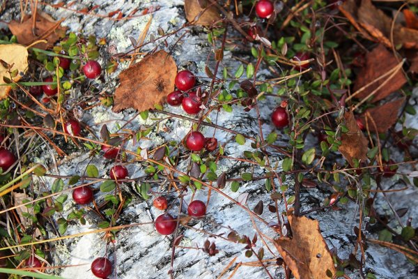 Подснежная клюква