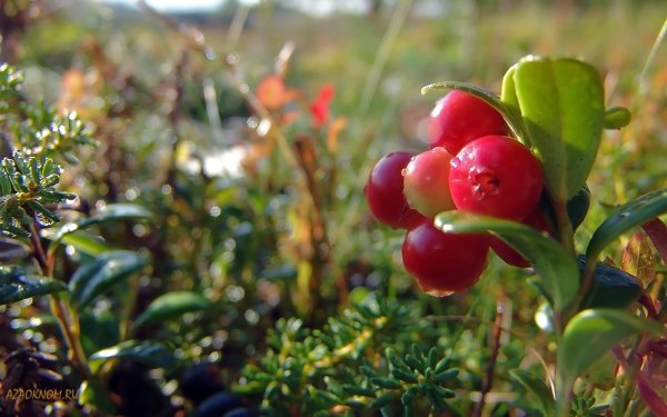 Клюква брусника Морошка