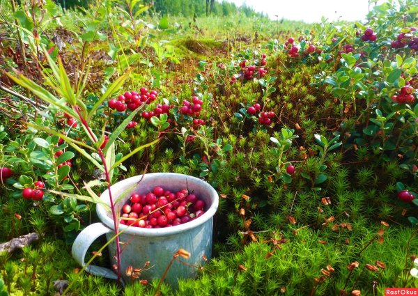 Черника в Марий Эл